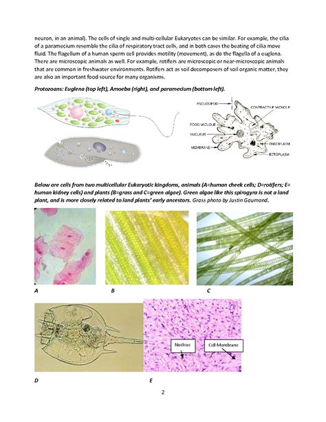 SOLUTION: Crime scene using a microscope - Studypool
