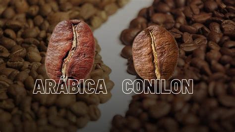 Qual é A Diferença Entre O Café Arábica E O Café Conilon 2024