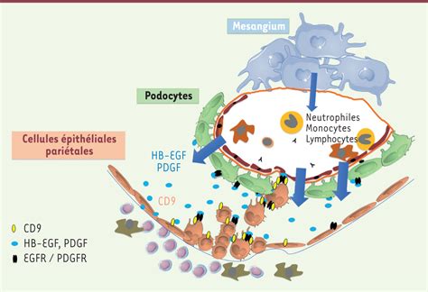 R Le Pathog Nique De Lexpression Anormale De La T Traspanine Cd Par