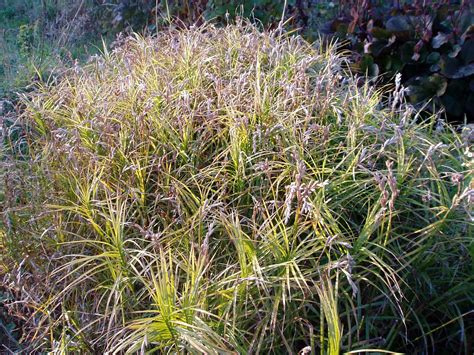 Lovegrass Farm Carex Muskingumensis Palm Sedge