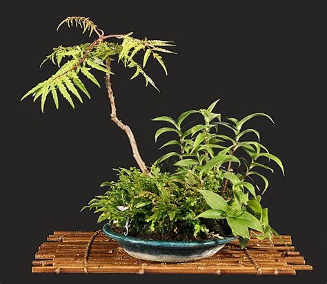 Sumac Bonsai Valavanis Bonsai Blog