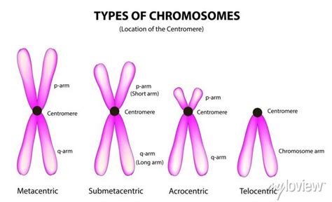 Types of chromosomes (classification of chromosome) • wall stickers microbiology, biology ...