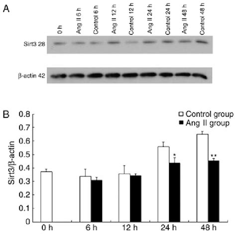 Influence Of Ang II On Sirt3 Protein Expression At Different