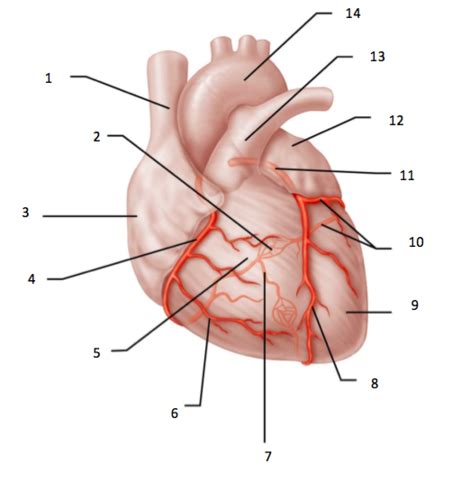 Heart Major Coronary Arteries Cardiac Veins Flashcards Quizlet