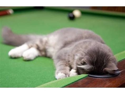 Cats Playing Pool | Life With Cats