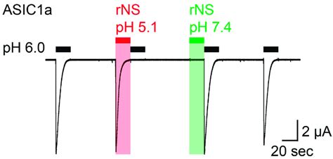 Nocistatin Does Not Activate ASIC1a In Xenopus Oocytes Current Trace