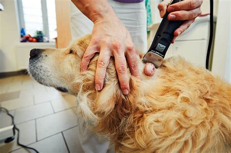 Krebs Bei Hunden Erkennen Symptome Behandlung