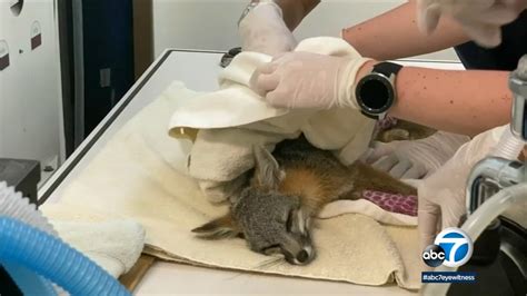 Huntington Beach wildlife care center sees uptick in animals rescued ...