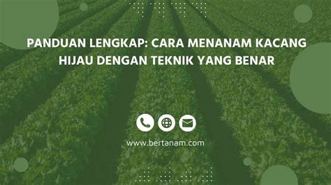 Panduan Lengkap Cara Menanam Kacang Hijau Dengan Teknik Yang Benar