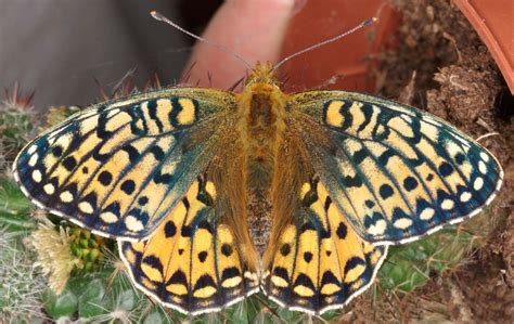 019 Speyeria Aglaja Dark Green Fritillary British Lepidoptera