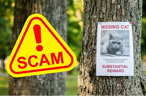 Scammers Prey On Pet Owners With Missing Animals London Daily