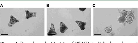 Figure 4 From Accumulation And Embryotoxicity Of Polystyrene