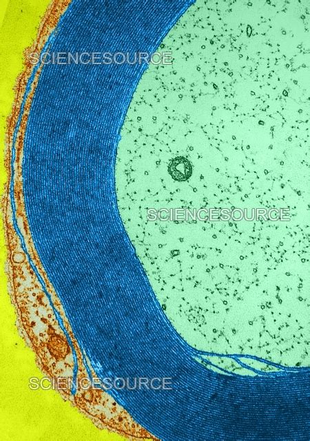 Myelin Sheath Of Nerve Tem Stock Image Science Source Images