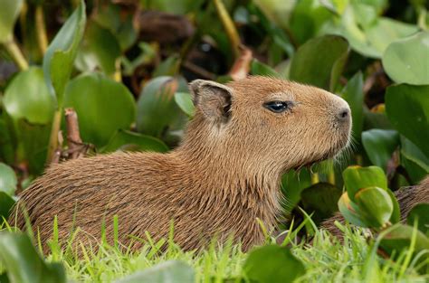 Capybara Wallpapers