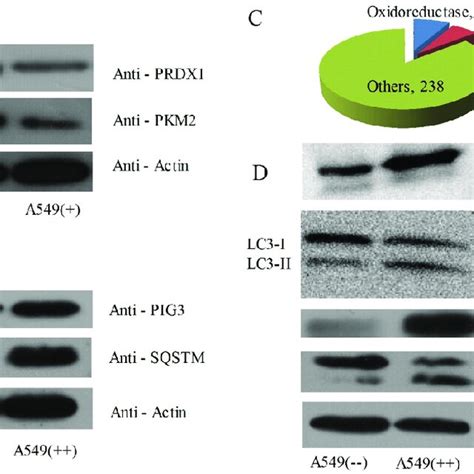 A Western Blotting Analysis Of Selected Differentially Expressed