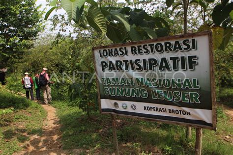 RESTORASI HUTAN TAMAN NASIONAL LEUSER ANTARA Foto