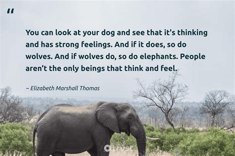 73 Elephant Quotes Inspiring Conservation & Might (2024)