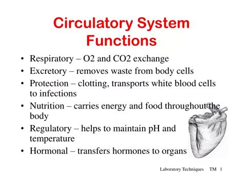 PPT - Circulatory System Functions PowerPoint Presentation, free ...