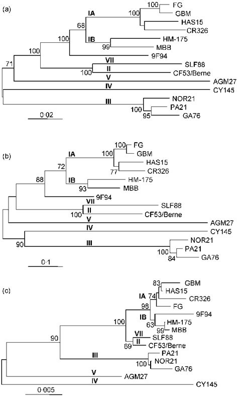 Phylogenetic Trees Based On Nucleotide Sequences In The P1 Region From