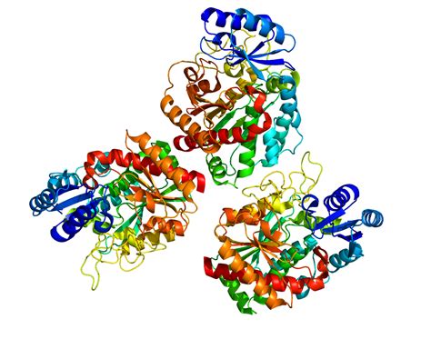 Carboxypeptidase B