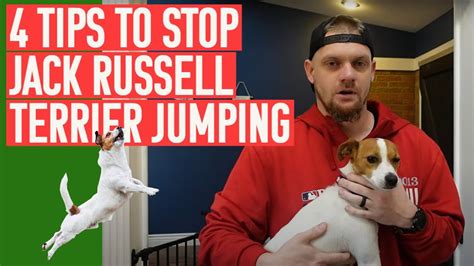 Stop Jack Russell Terrier Jumping Preventing Jumping Behaviors With