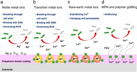 Preparation Of Polyphenol Based Antibacterial Coatings Via A