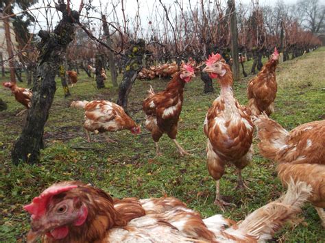 Des poules et des vignes à Bourgueil Comment vont les poules