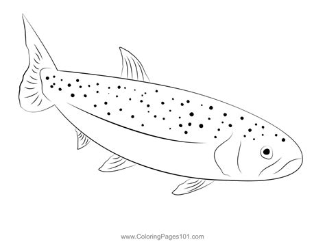 Rainbow Trout Coloring Page For Kids Free Trouts Printable Coloring