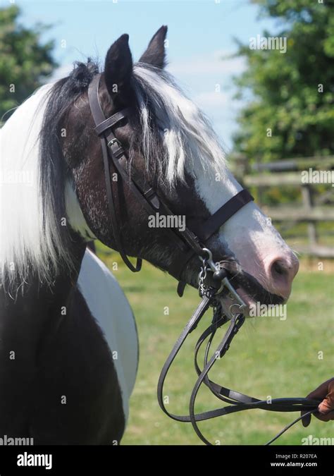 A Head Shot Of A Traditional Gypsy Cob In The Show Ring Stock Photo Alamy