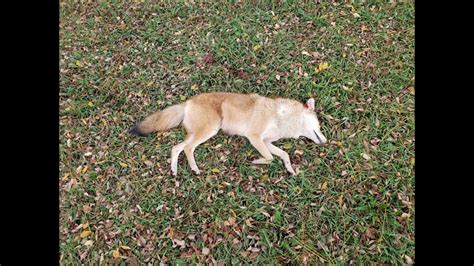 First Coyote Kill Yards Offhand Remington Youtube