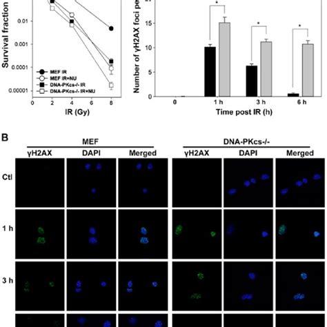 Dna Pkcs Dependent Clonogenic Survival And H Ax Foci Formation After