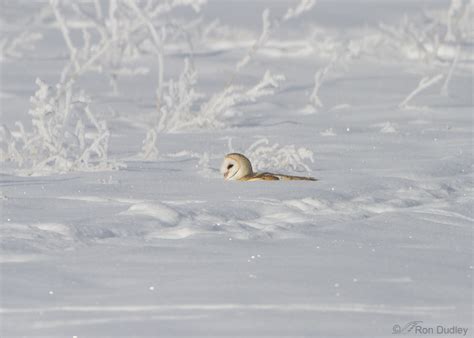 Barn Owl Hunting Adaptations And Techniques – Feathered Photography