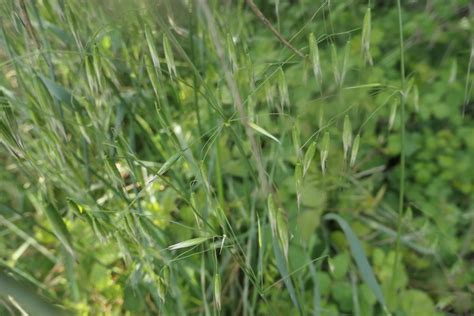 Photo Wild Oat Avena Fatua