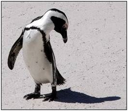 funny animals: Funny Penguins