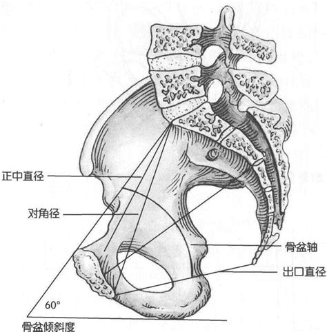 骨盆整体观 外科学 医学