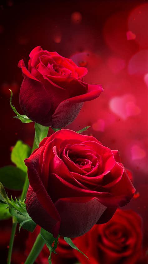 Rose Flower Wallpapers For Mobile Phones Best Flower Site