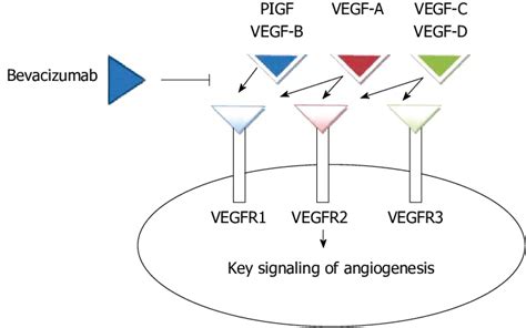 Exemplification of bevacizumab mechanisms of action, which acts by... | Download Scientific Diagram