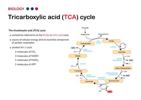 Lactic Acid And Krebs Cycle 