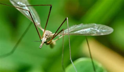 What Do Mosquito Hawks Eat Diet Mysteries Unveiled Spark Lark