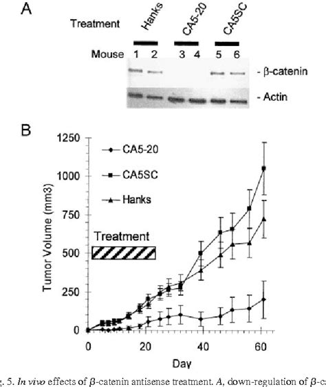 Figure 1 from Suppression of β Catenin Inhibits the Neoplastic Growth