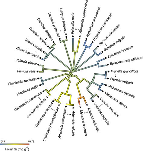 Interspecific Variation In Foliar Si Concentrations In 32 Forb Species Download Scientific