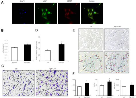 Effects Of Ginsenoside Rg1 Cnv On Proliferation Migration And Tubular