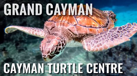 Cayman Turtle Centre Snorkeling GRAND CAYMAN ISLAND 4K YouTube