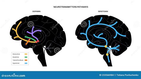 Neocortex Vector Illustration Labeled Diagram With Location And