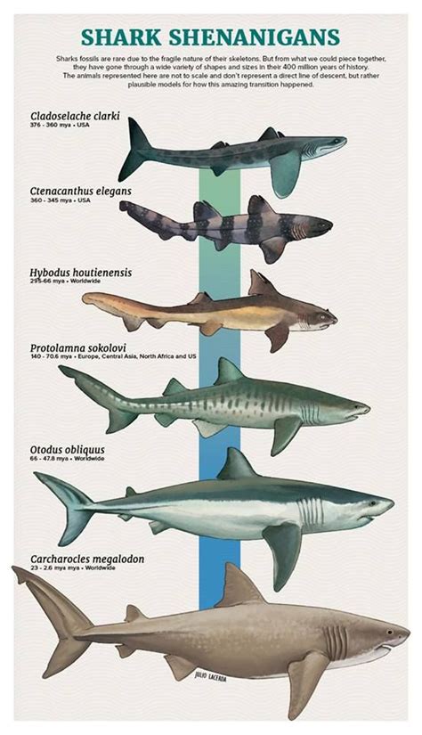 Shark Evolution by Julio Lacerda | Prehistoric animals dinosaurs ...