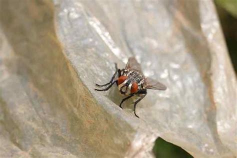 Flesh Fly Classification