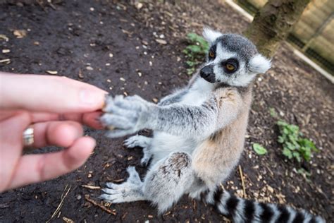 Meerkat and Lemur Experience at Hoo Zoo