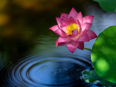 Обои лотос на рабочий стол