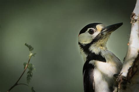 Why Do Woodpeckers Peck On Houses How To Stop It And Get Rid Of Them