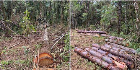 Polícia Militar Ambiental flagra corte de araucárias em Timbó Grande